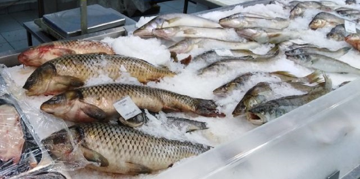 проверка рыбы, контроль качества, ВАРПЭ, Роспотребнадзор