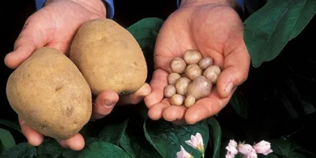 семенной картофель, семена, ограничения, ввоз