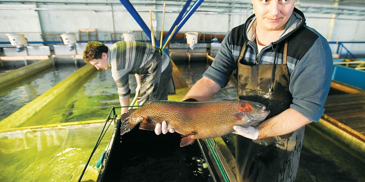 маркировка, рыба, учет, разведение рыбы