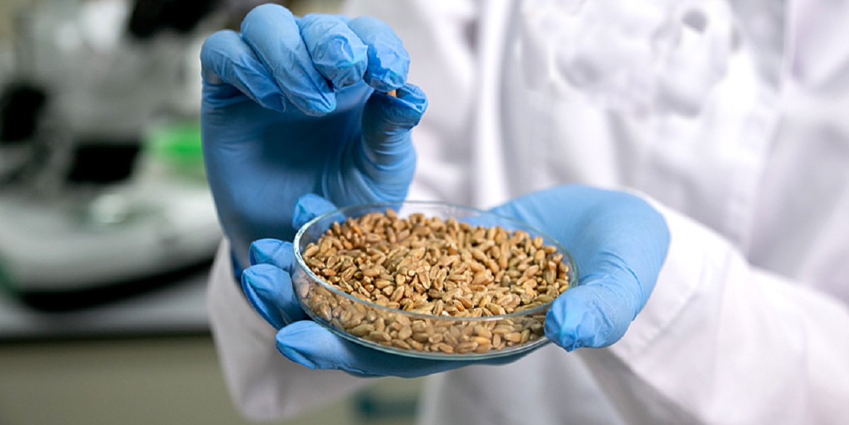 пшеница, ФГБУ «ЦОК АПК», мониторинг, контроль качества