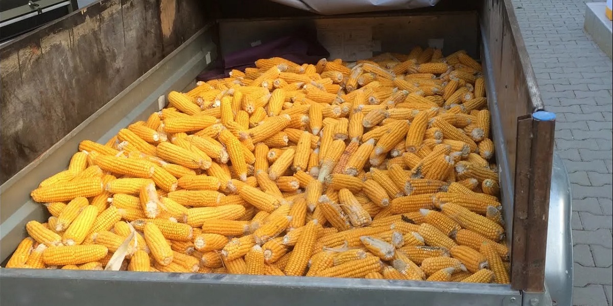 кукуруза, США, Украина, фермеры, цены, Европа